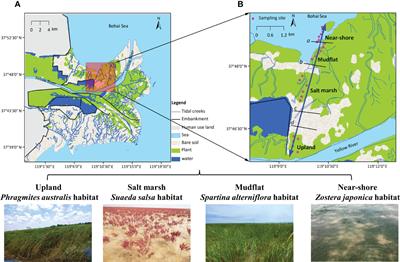 Trophic Diversity and Food Web Structure of Vegetated Habitats Along a Coastal Topographic Gradient